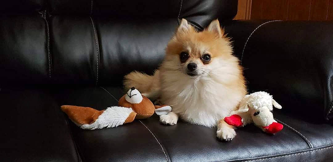 Prissey joined the competition — help win amazing prizes! canidae, carnivore, companion_dog, corgi_chihuahua, couch, dog, dog_breed, dog_supply, fawn, fur, german_spitz, german_spitz_klein, pomeranian, snout, spitz, sporting_group, toy, toy_dog, volpino_italiano, whiskers