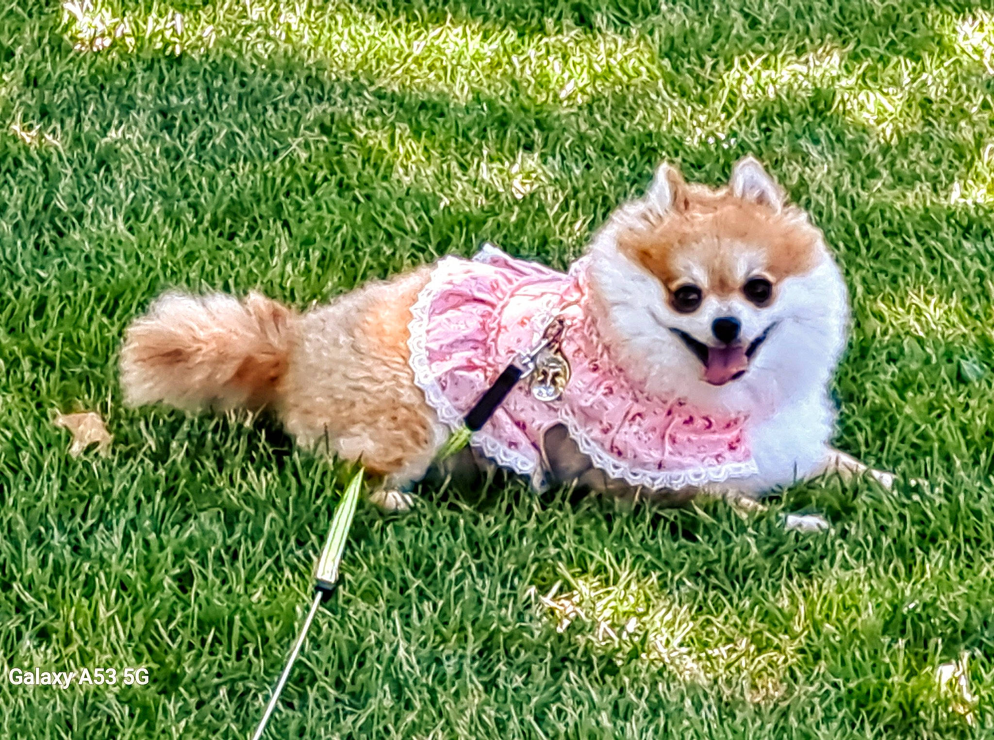 Prissey is registered to the contest to win money with this photo: canidae, carnivore, companion_dog, dog, dog_breed, dog_clothes, dog_supply, fawn, felidae, fur, grass, grass_family, happy, leash, plant, snout, tail, toy, toy_dog, whiskers