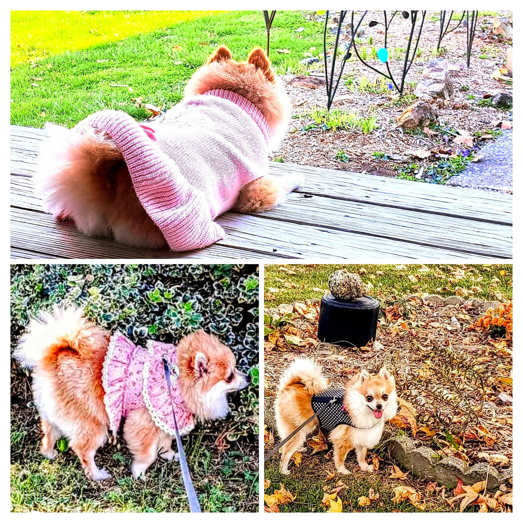 Prissey joined the competition — help win amazing prizes! adaptation, art, carnivore, companion_dog, fawn, felidae, fur, grass, green, mammal, organism, pattern, photograph, pink, plant, small_to_medium_sized_cats, tail, terrestrial_plant, toy, vertebrate