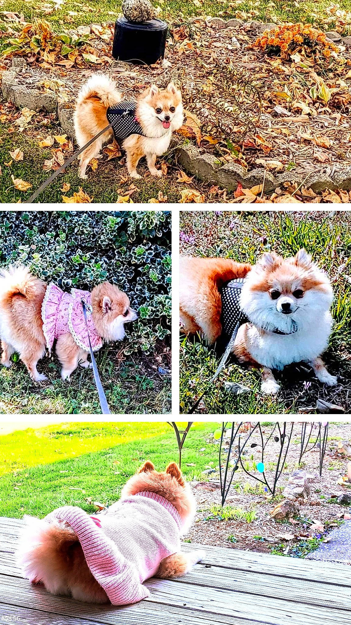 Prissey is registered to the contest to win money with this photo: adaptation, art, carnivore, cat, collage, companion_dog, dog_breed, fawn, felidae, grass, green, mammal, natural_landscape, nature, organism, photograph, plant, small_to_medium_sized_cats, vertebrate, whiskers