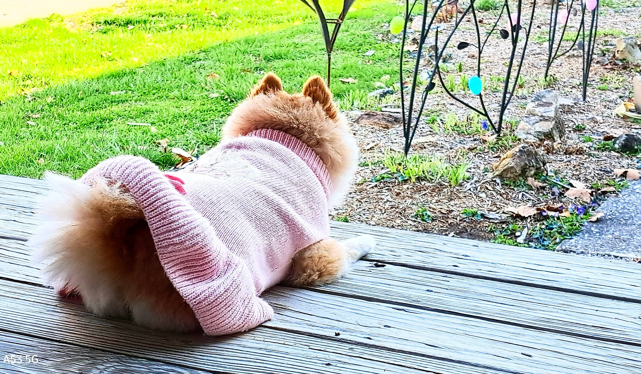 Prissey is registered to the contest to win money with this photo: big_cats, carnivore, companion_dog, dog_breed, dog_clothes, fashion_accessory, fawn, felidae, flooring, fur, grass, hardwood, human_leg, plant, sitting, small_to_medium_sized_cats, tail, terrestrial_animal, whiskers, wood