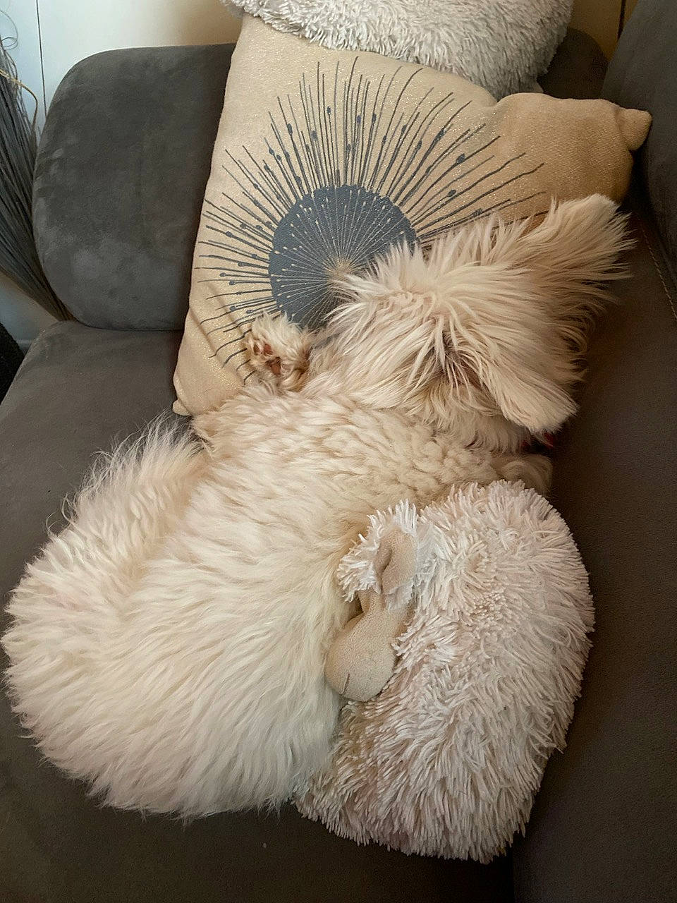 Louna participe au concours pour gagner de l'argent avec cette photo : bedding, cap, comfort, companion_dog, costume_hat, cushion, fashion_accessory, fur, hat, home_accessories, lampshade, linens, paw, pillow, plush, stuffed_toy, tail, throw_pillow, toy, wool