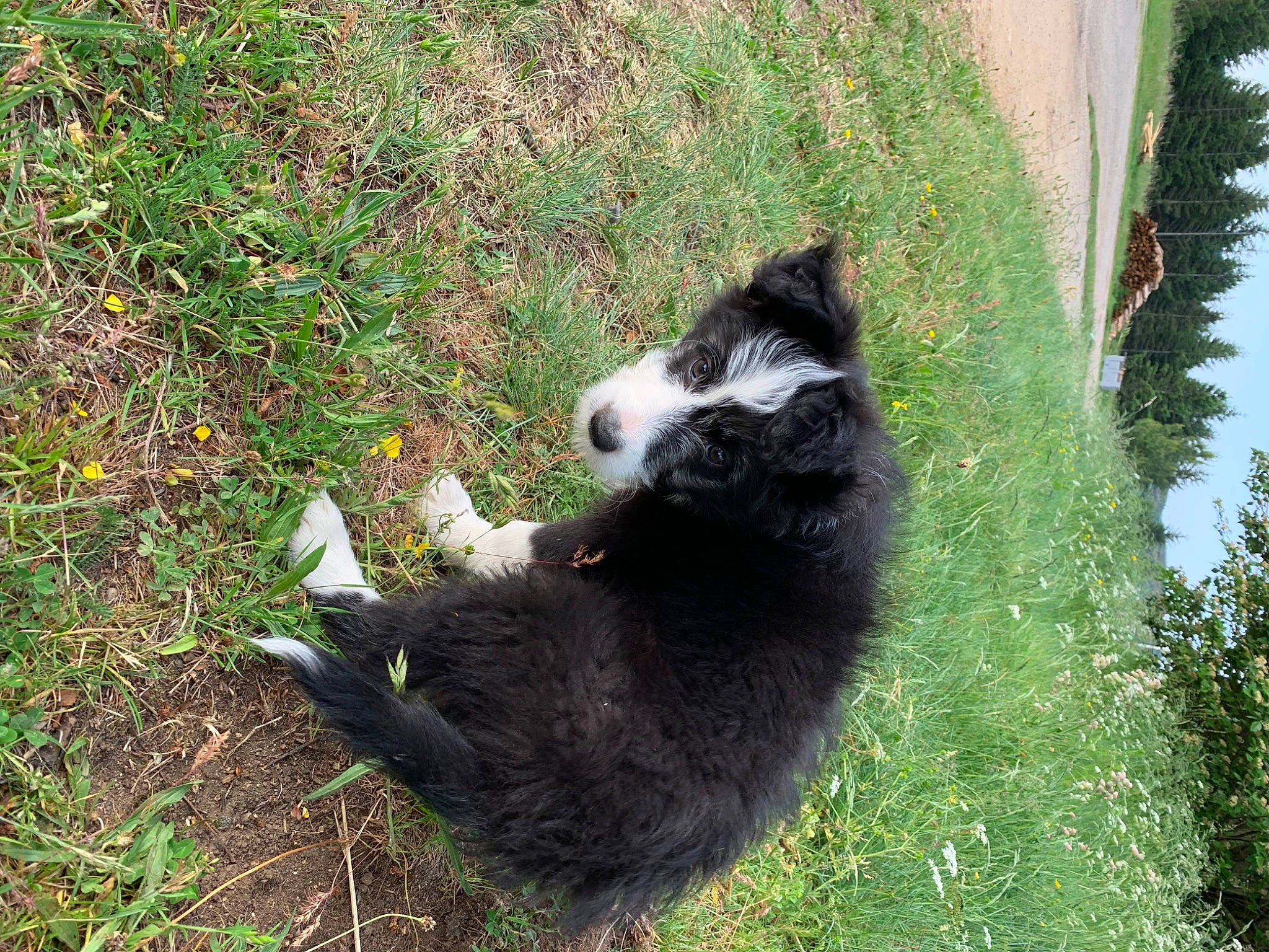 Upsie a rejoint le concours — aidez-le/la à gagner de superbes lots ! canidae, carnivore, cat, companion_dog, dog_breed, felidae, fur, grass, groundcover, herding_dog, mammal, plant, small_to_medium_sized_cats, soil, tail, terrestrial_animal, tree, vertebrate, whiskers