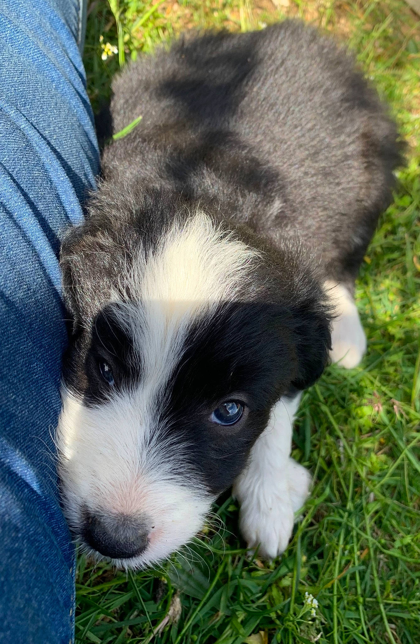 Upsie a rejoint le concours — aidez-le/la à gagner de superbes lots ! canidae, carnivore, companion_dog, dog, dog_breed, fur, grass, groundcover, herding_dog, paw, plant, snout, sporting_group, terrestrial_animal, whiskers, working_animal, working_dog