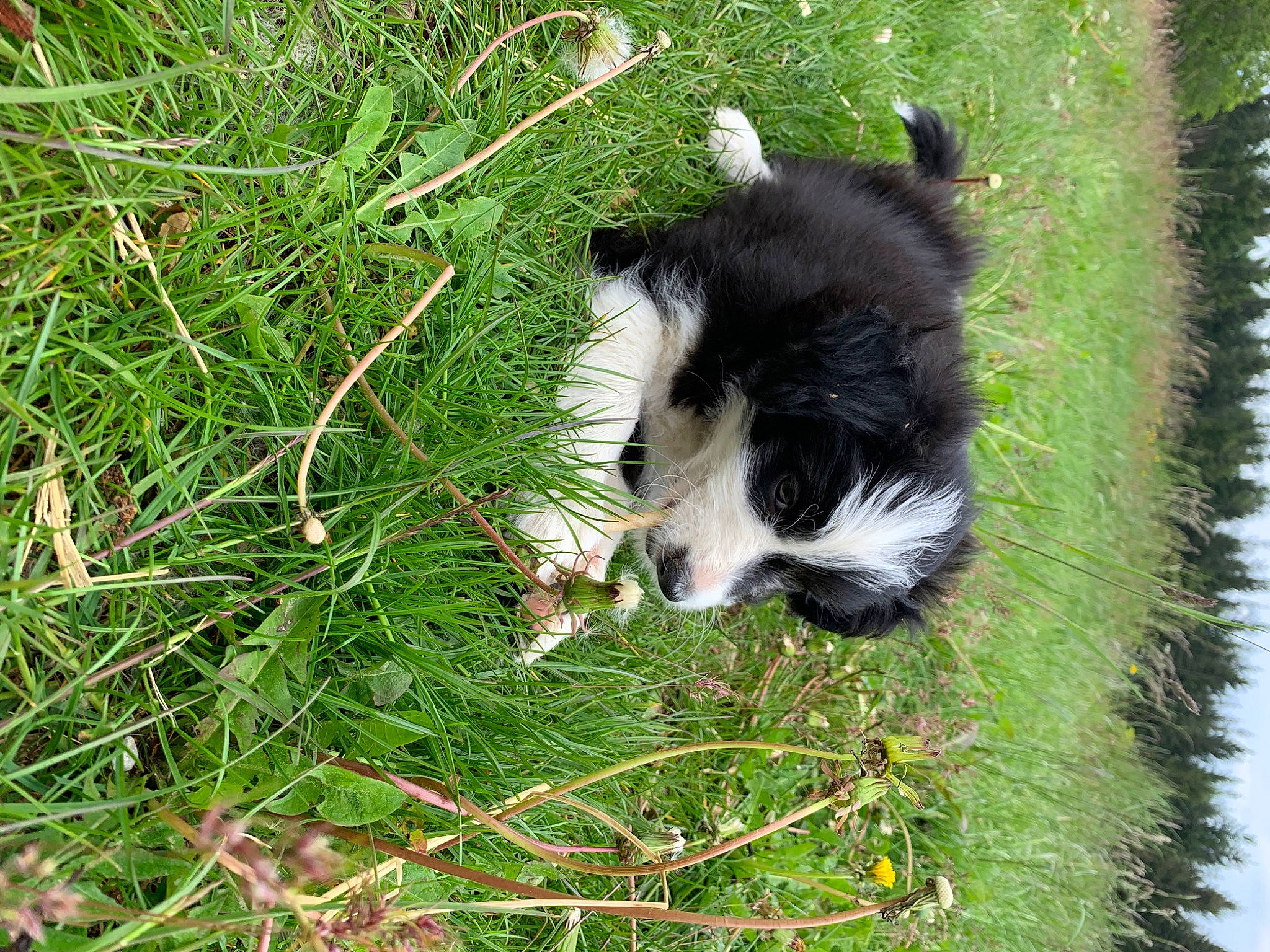 Upsie participe au concours pour gagner de l'argent avec cette photo : australian_shepherd, border_collie, canidae, carnivore, companion_dog, dog, dog_breed, grass, grassland, groundcover, herding_dog, pasture, plant, sedge_family, sporting_group, tail, terrestrial_animal, tree, working_animal, working_dog