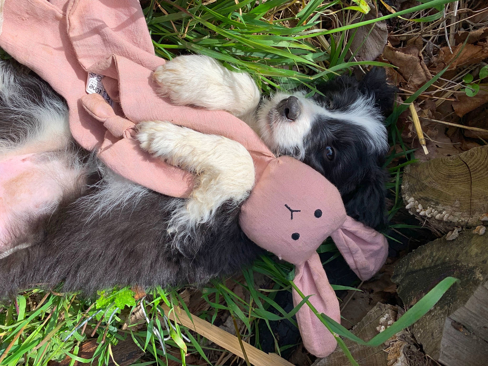 Upsie a rejoint le concours — aidez-le/la à gagner de superbes lots ! canidae, carnivore, companion_dog, dog, dog_breed, fawn, fur, grass, mammal, paw, plant, rabbit, rabbits_and_hares, snout, sporting_group, tail, toy