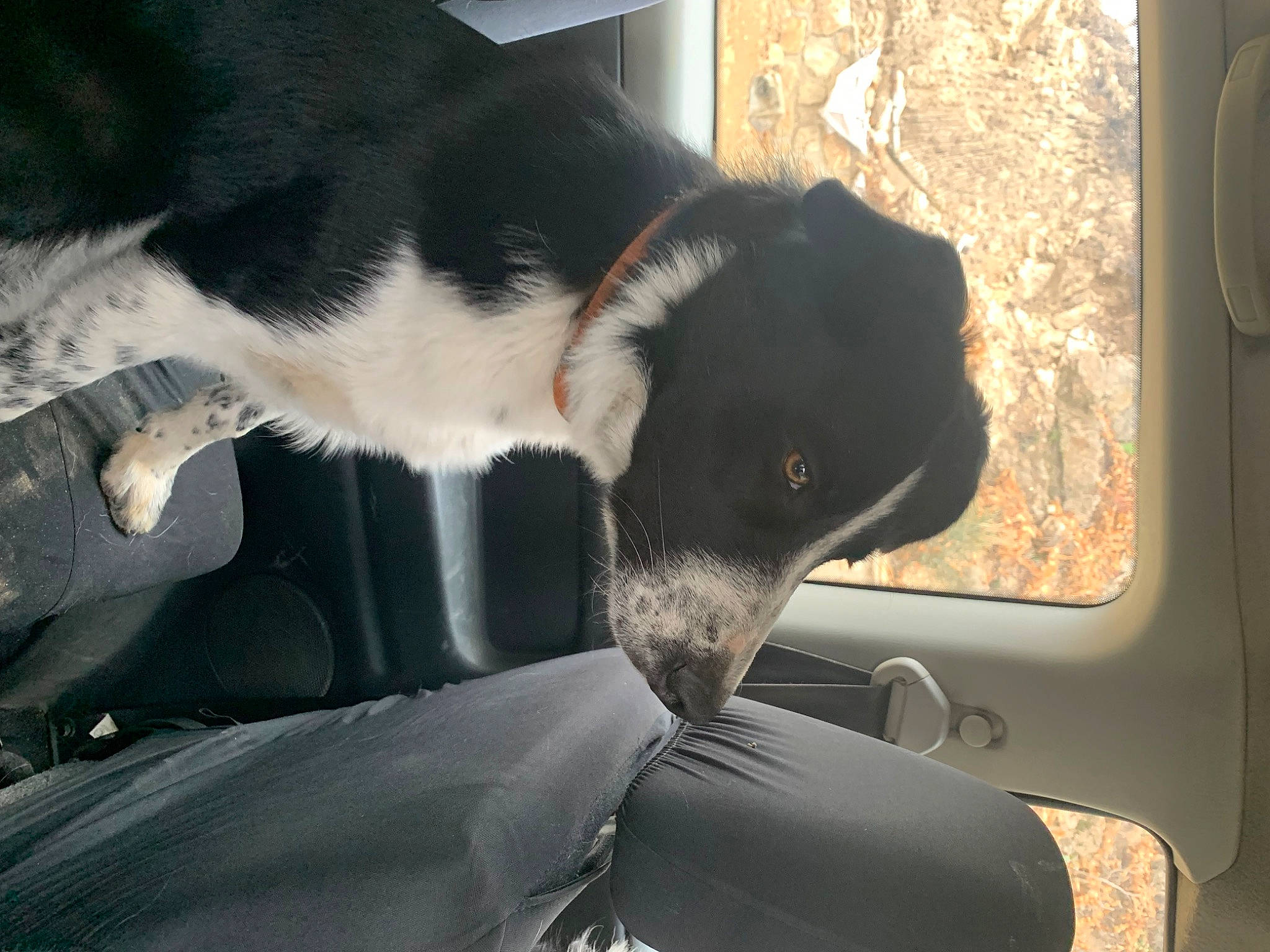 Samba a rejoint le concours — aidez-le/la à gagner de superbes lots ! auto_part, automotive_design, automotive_exterior, automotive_lighting, automotive_window_part, car, carnivore, companion_dog, dog, dog_breed, fender, hood, mammal, motor_vehicle, snout, tints_and_shades, vehicle, vehicle_door, vertebrate, windshield