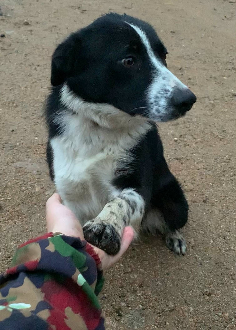 Samba a rejoint le concours — aidez-le/la à gagner de superbes lots ! borador, border_collie, carnivore, collar, companion_dog, dog, dog_breed, dog_collar, foot, fur, herding_dog, pattern, terrestrial_animal, working_dog