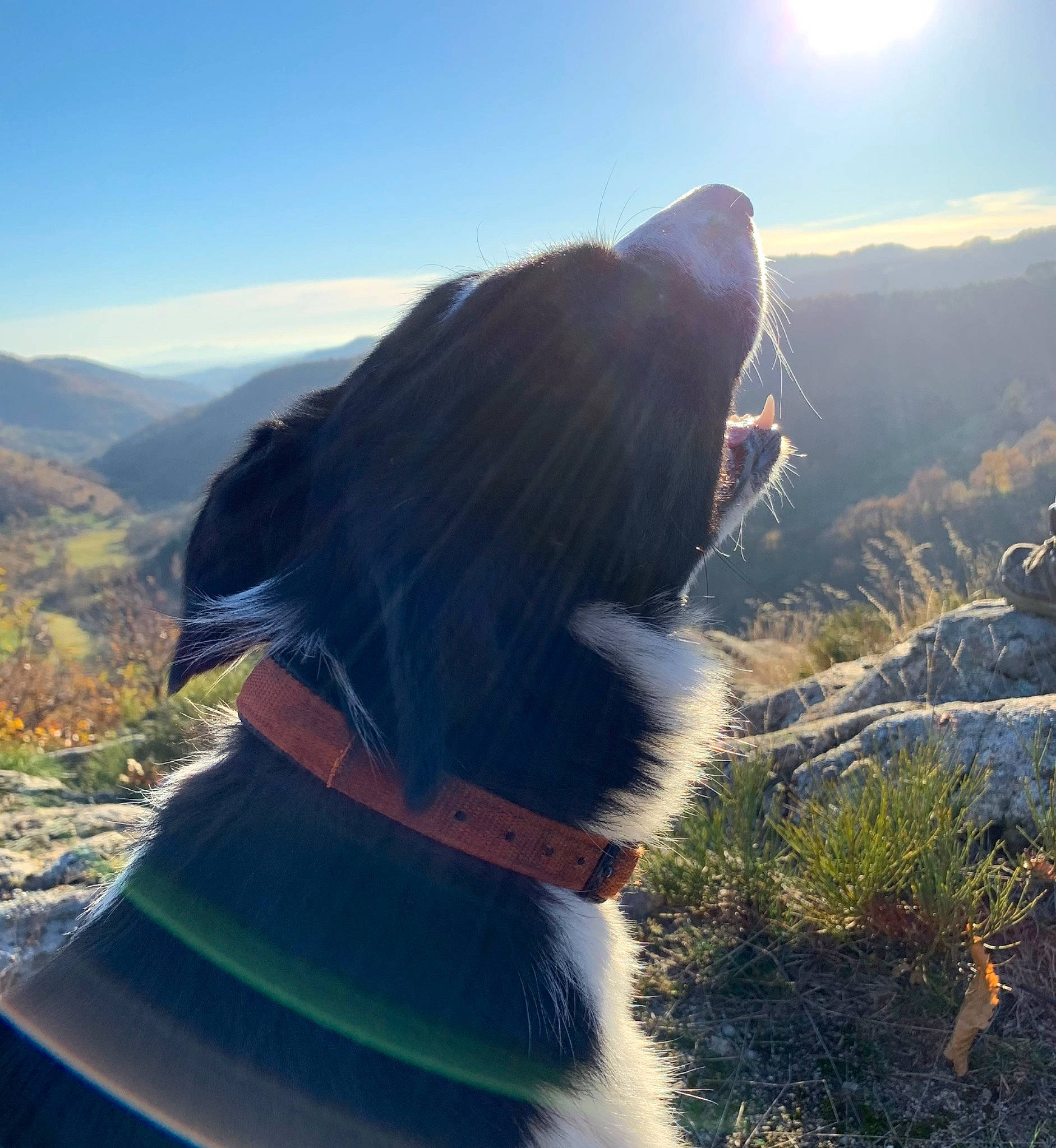 Samba a rejoint le concours — aidez-le/la à gagner de superbes lots ! carnivore, collar, companion_dog, dog, dog_breed, dog_collar, fawn, grass, happy, hat, landscape, leash, lens_flare, light, mountain, people_in_nature, plant, sky, sunlight, tree