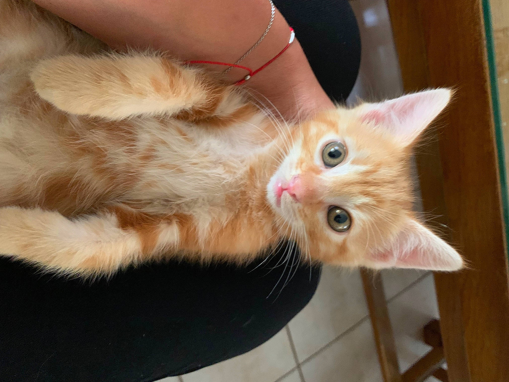 Simba a rejoint le concours — aidez-le/la à gagner de superbes lots ! carnivore, cat, claw, domestic_short_haired_cat, ear, fawn, felidae, foot, fur, paw, small_to_medium_sized_cats, tail, whiskers, window