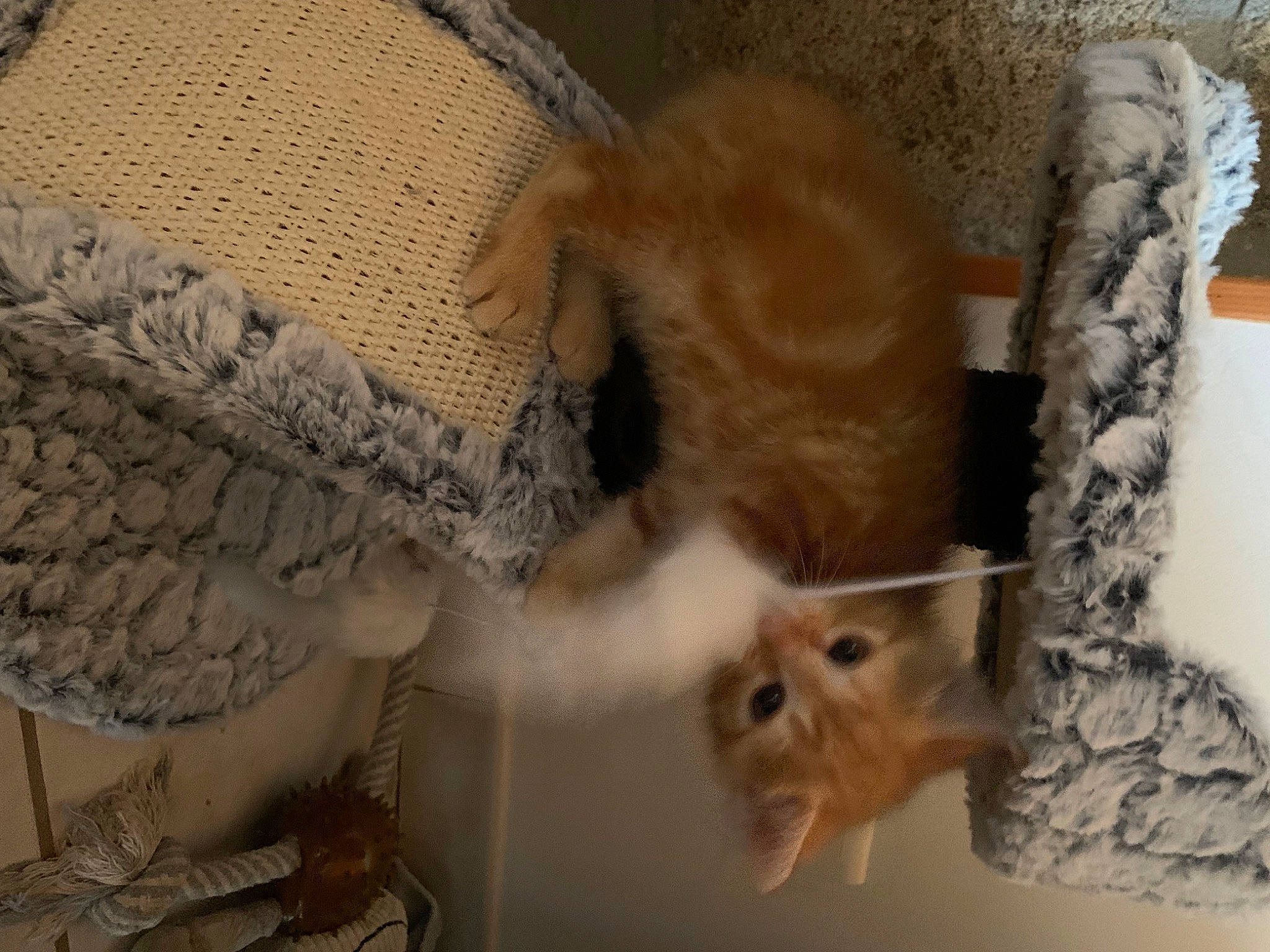 Simba participe au concours pour gagner de l'argent avec cette photo : animal_shelter, cage, cat, cat_supply, claw, craft, fawn, feather, felidae, fur, room, small_to_medium_sized_cats, snout, tail, thread, twig, whiskers, wool, woolen, woven_fabric