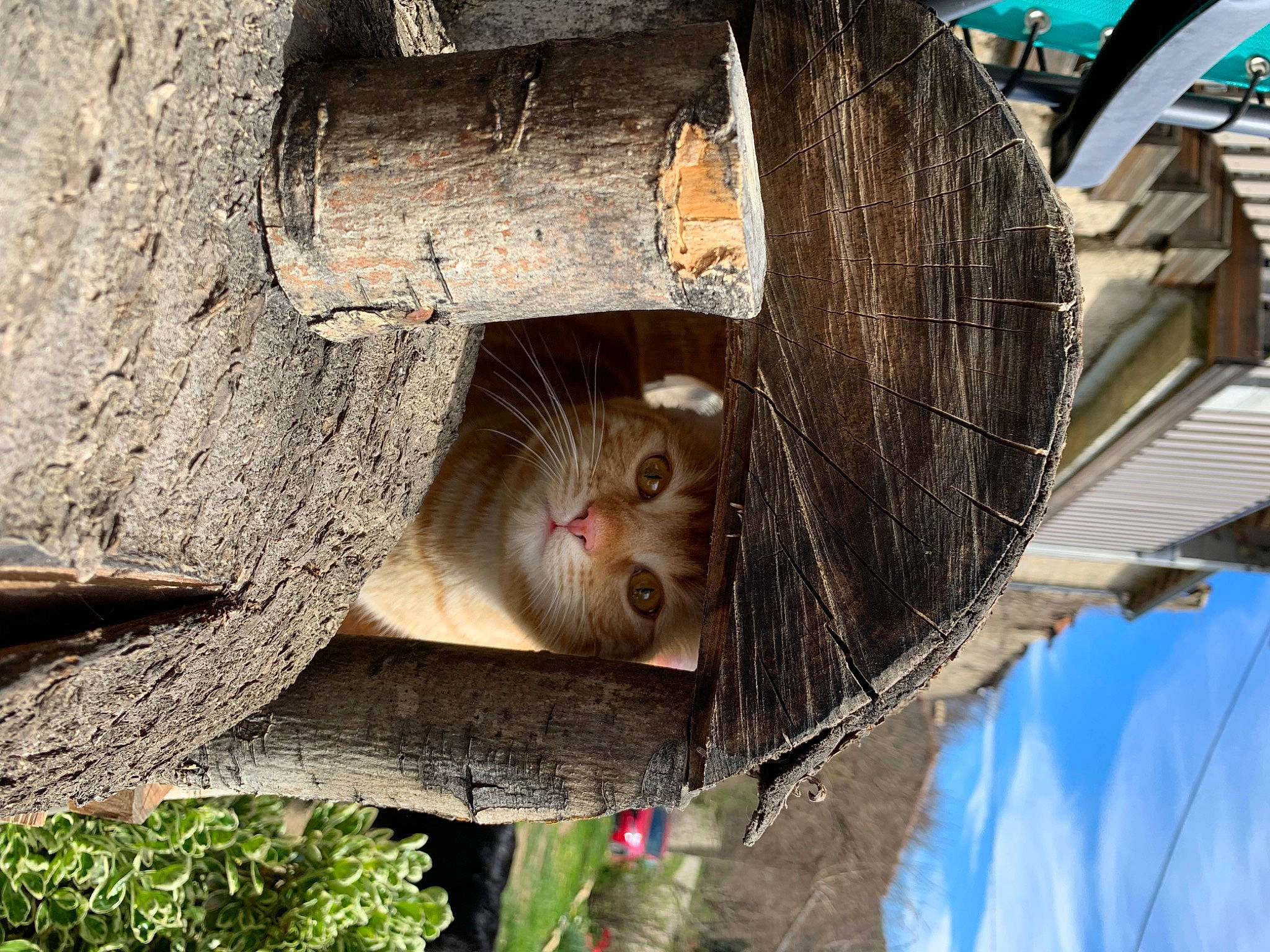 Simba participe au concours pour gagner de l'argent avec cette photo : automotive_tire, automotive_wheel_system, fur, lumber, marsupial, plant, rodent, terrestrial_animal, tire, tree, trunk, twig, wheel, whiskers, wood, woody_plant