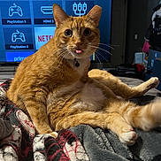 Kiko joined the competition — help win amazing prizes! bed, bell, blanket, cat, collar, cozy, entertainment, fur, home, indoor, orange_tabby, paws, pet, playful, portrait, relaxed, sitting, tongue_out, tv_screen, whiskers
