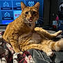 bed, bell, blanket, cat, collar, cozy, entertainment, fur, home, indoor, orange_tabby, paws, pet, playful, portrait, relaxed, sitting, tongue_out, tv_screen, whiskers