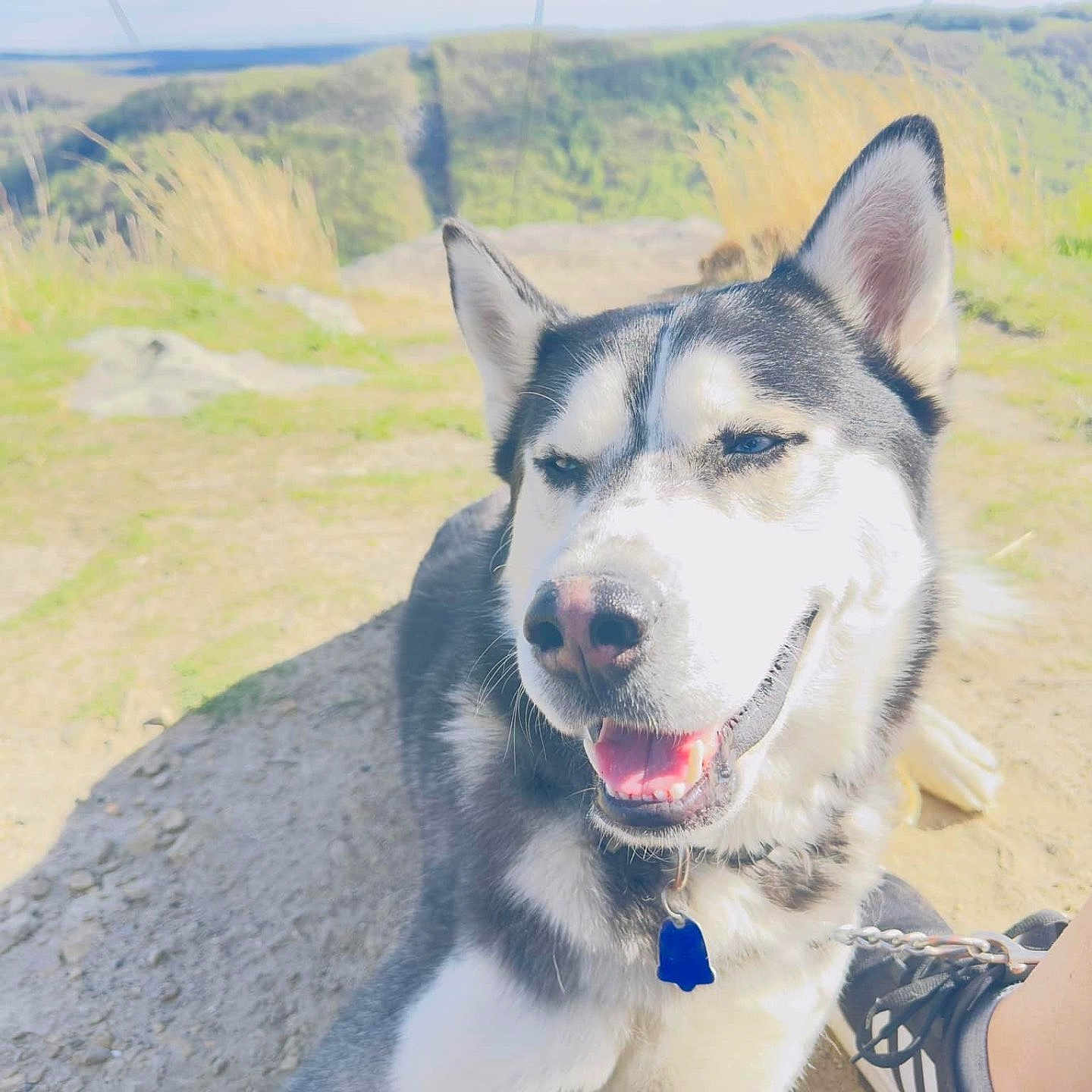 Tonka joined the competition — help win amazing prizes! animal, canine, clothing, dog, face, footwear, grass, head, husky, nature, outdoors, person, pet, photography, plant, puppy, rock, shoe, sneaker, soil