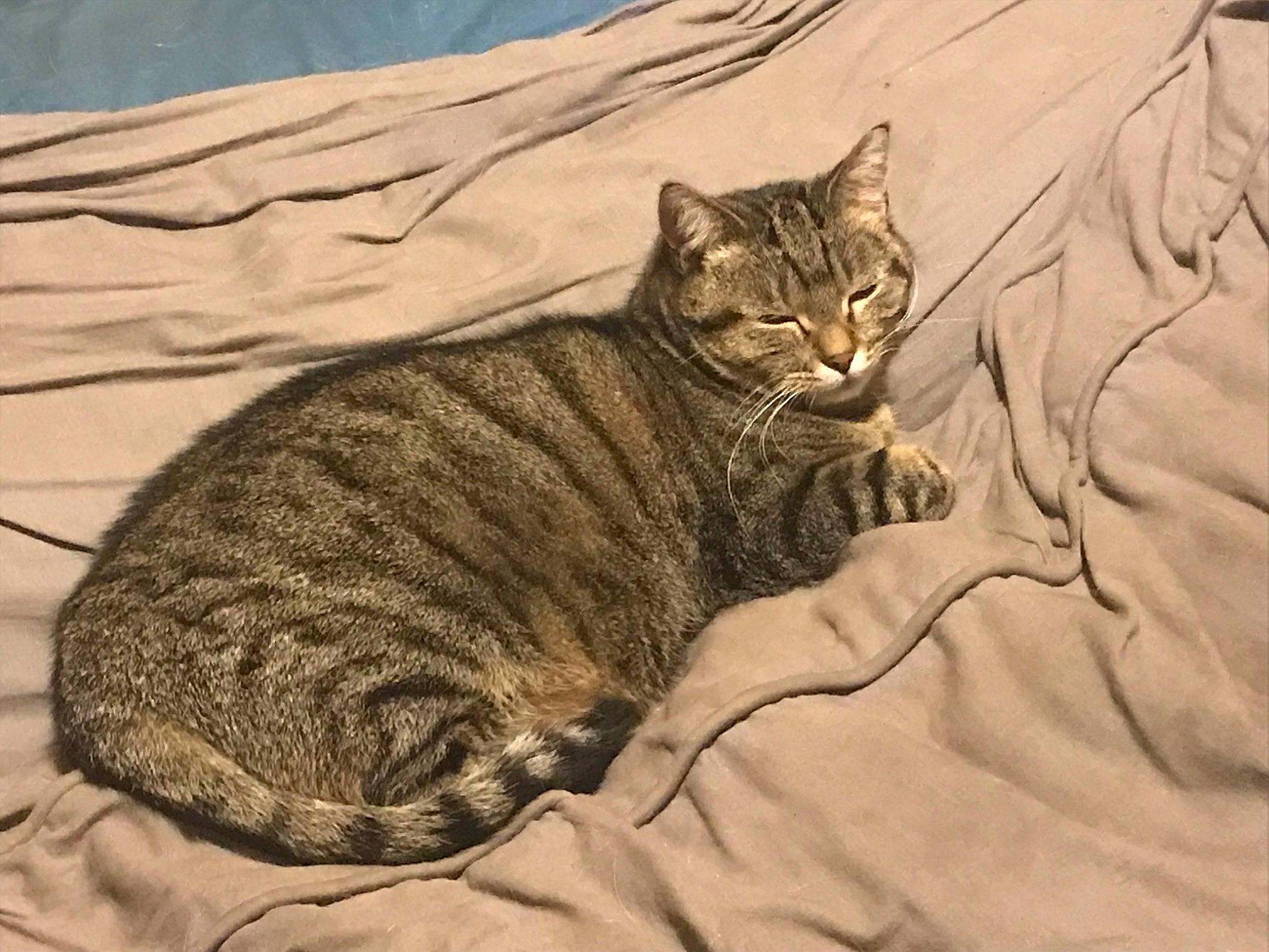 Akina a rejoint le concours — aidez-le/la à gagner de superbes lots ! carnivore, cat, comfort, domestic_short_haired_cat, drawing, fawn, felidae, fur, grey, illustration, linens, paw, sand, small_to_medium_sized_cats, snout, tail, terrestrial_animal, tree, whiskers, wildlife