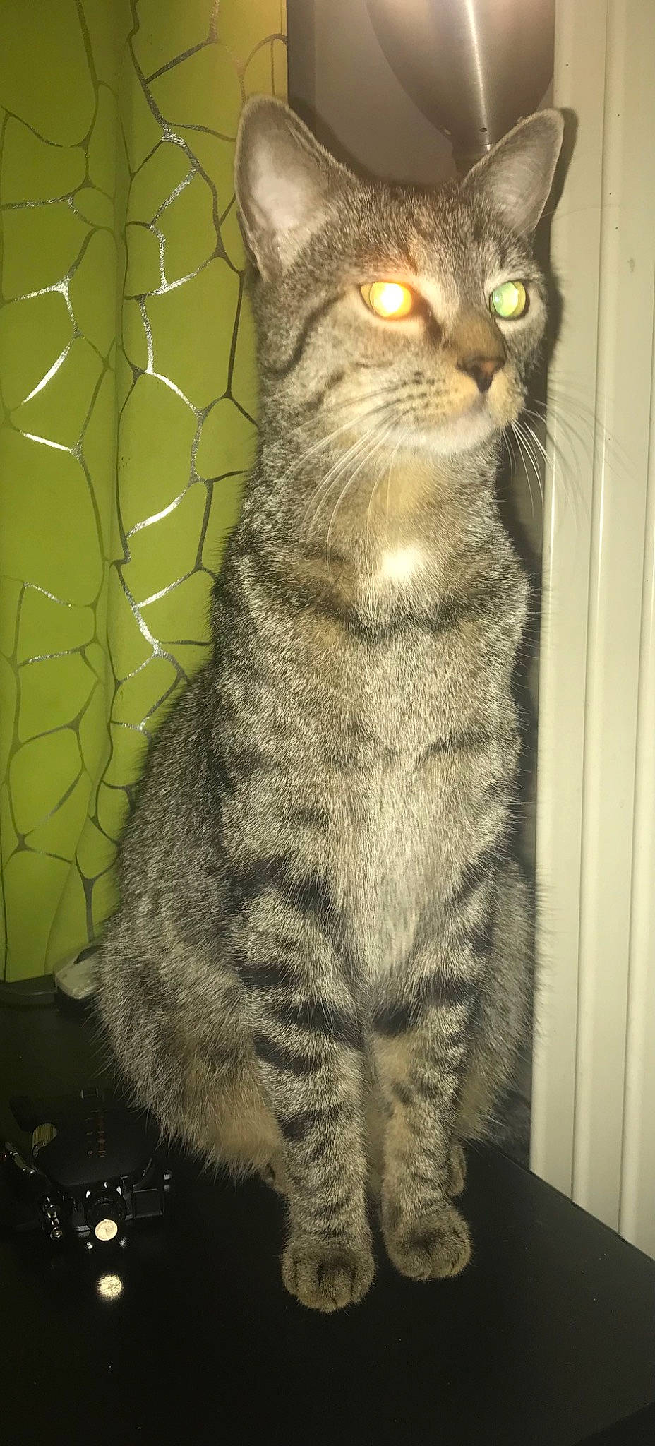 Luffy a rejoint le concours — aidez-le/la à gagner de superbes lots ! carnivore, cat, claw, domestic_short_haired_cat, felidae, fur, mesh, pattern, paw, small_to_medium_sized_cats, snout, tail, terrestrial_animal, whiskers, wildlife