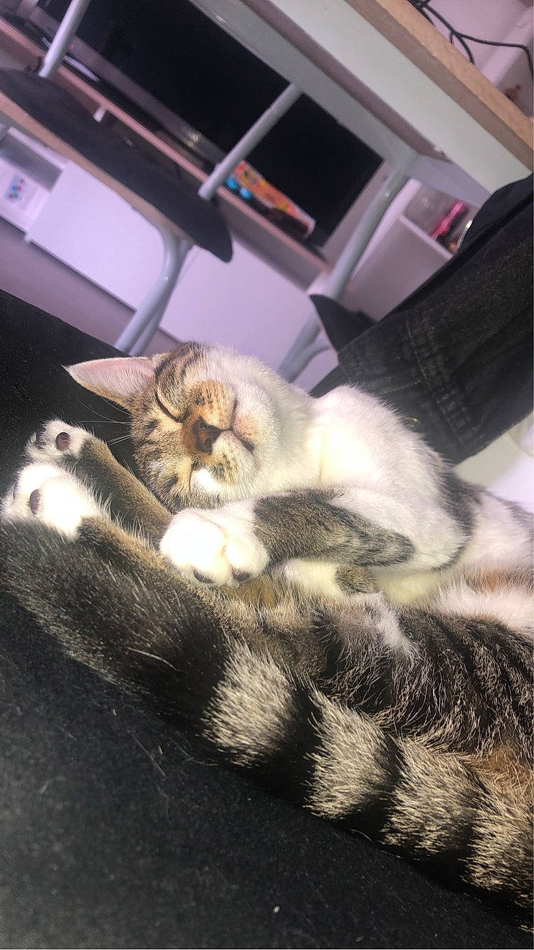 Hynata a rejoint le concours — aidez-le/la à gagner de superbes lots ! canidae, carnivore, cat, claw, comfort, companion_dog, domestic_short_haired_cat, felidae, flooring, fur, hardwood, nap, paw, room, sleep, small_to_medium_sized_cats, snout, tail, whiskers, wood