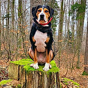 Rowy a rejoint le concours — aidez-le/la à gagner de superbes lots ! animal, beagle, canine, dog, grove, hound, land, leaf, nature, outdoors, pet, plant, puppy, rainforest, redwood, tree, treestump, treetrunk, vegetation, woodland