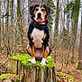 animal, beagle, canine, dog, grove, hound, land, leaf, nature, outdoors, pet, plant, puppy, rainforest, redwood, tree, treestump, treetrunk, vegetation, woodland