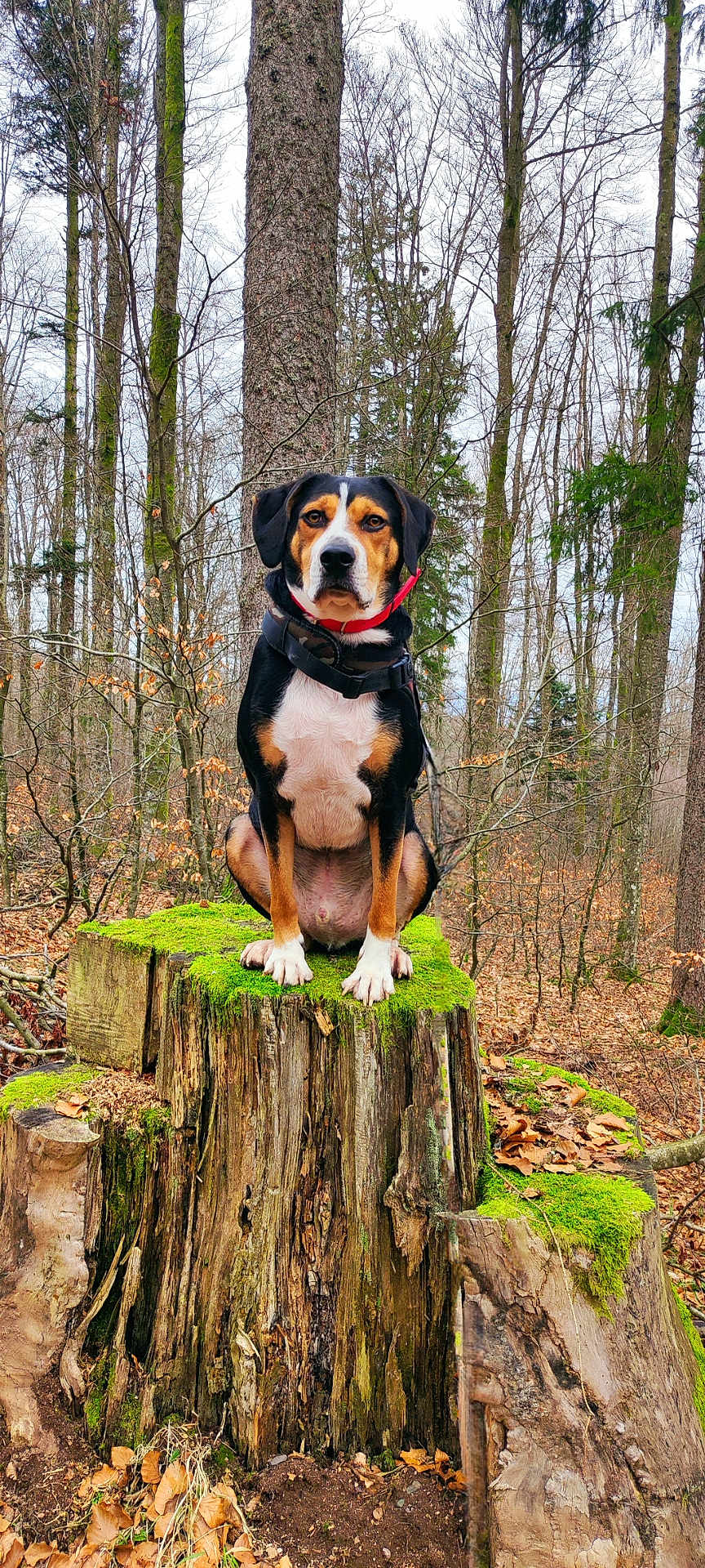 Rowy a rejoint le concours — aidez-le/la à gagner de superbes lots ! animal, beagle, canine, dog, grove, hound, land, leaf, nature, outdoors, pet, plant, puppy, rainforest, redwood, tree, treestump, treetrunk, vegetation, woodland