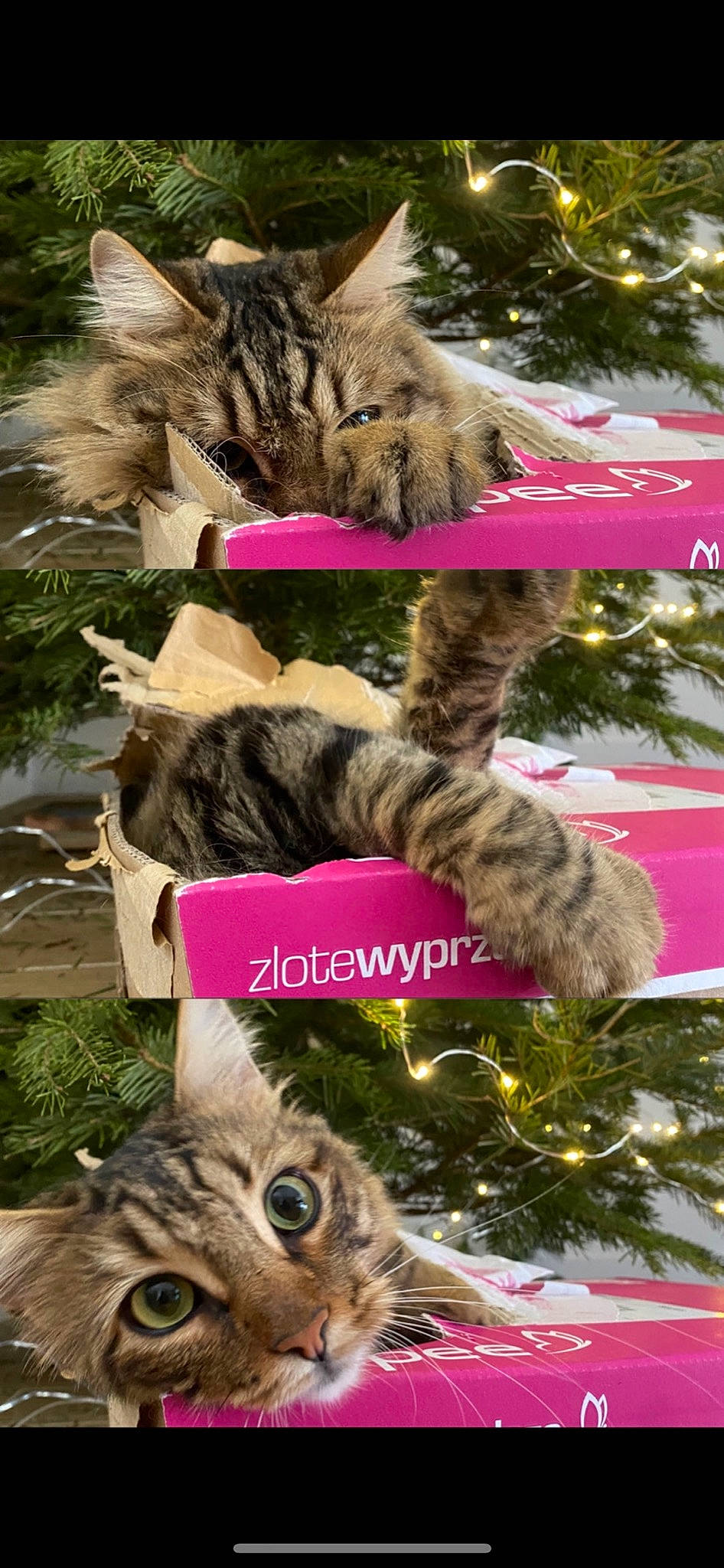 Mimi a rejoint le concours — aidez-le/la à gagner de superbes lots ! carnivore, cat, christmas_decoration, christmas_eve, christmas_ornament, domestic_short_haired_cat, event, facial_expression, felidae, fur, holiday, organism, plant, small_to_medium_sized_cats, snout, tail, tree, vertebrate, whiskers, woody_plant