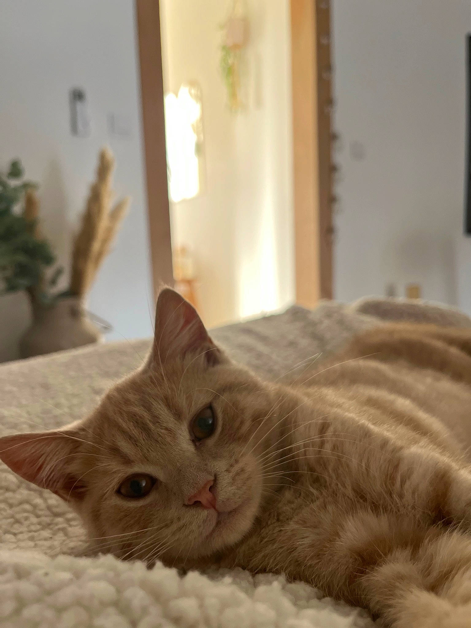 Buzz participe au concours pour gagner de l'argent avec cette photo : carnivore, cat, cat_supply, comfort, domestic_short_haired_cat, fawn, felidae, flowerpot, fur, hardwood, houseplant, paw, plant, room, small_to_medium_sized_cats, snout, tail, whiskers, window, wood