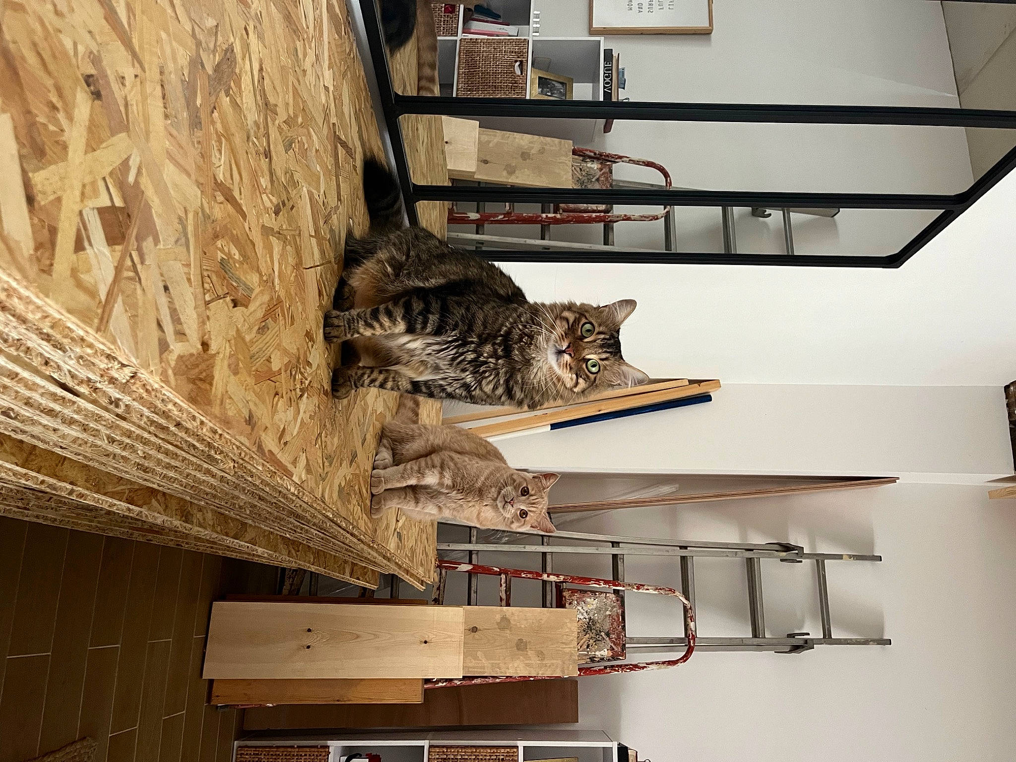 Buzz participe au concours pour gagner de l'argent avec cette photo : building, carnivore, cat, ceiling, felidae, floor, flooring, hardwood, house, plywood, room, shelf, shelving, small_to_medium_sized_cats, stairs, wall, whiskers, window, wood, wood_stain