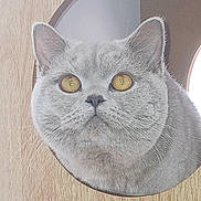 Perle participe au concours pour gagner de l'argent avec cette photo : cat, gray_cat, yellow_eyes, wooden_panel, round_cutout, pet, animal, curious, fluffy, closeup, feline, indoor, face, whiskers, ears, portrait, looking, cute, domestic_cat, soft_fur