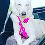 dog, white_dog, leash, pink_leash, car_interior, car_seat, blanket, resting, relaxed, pet, animal, canine, ears, closed_eyes, seat, window, knots, rope, domestic_animal, companion