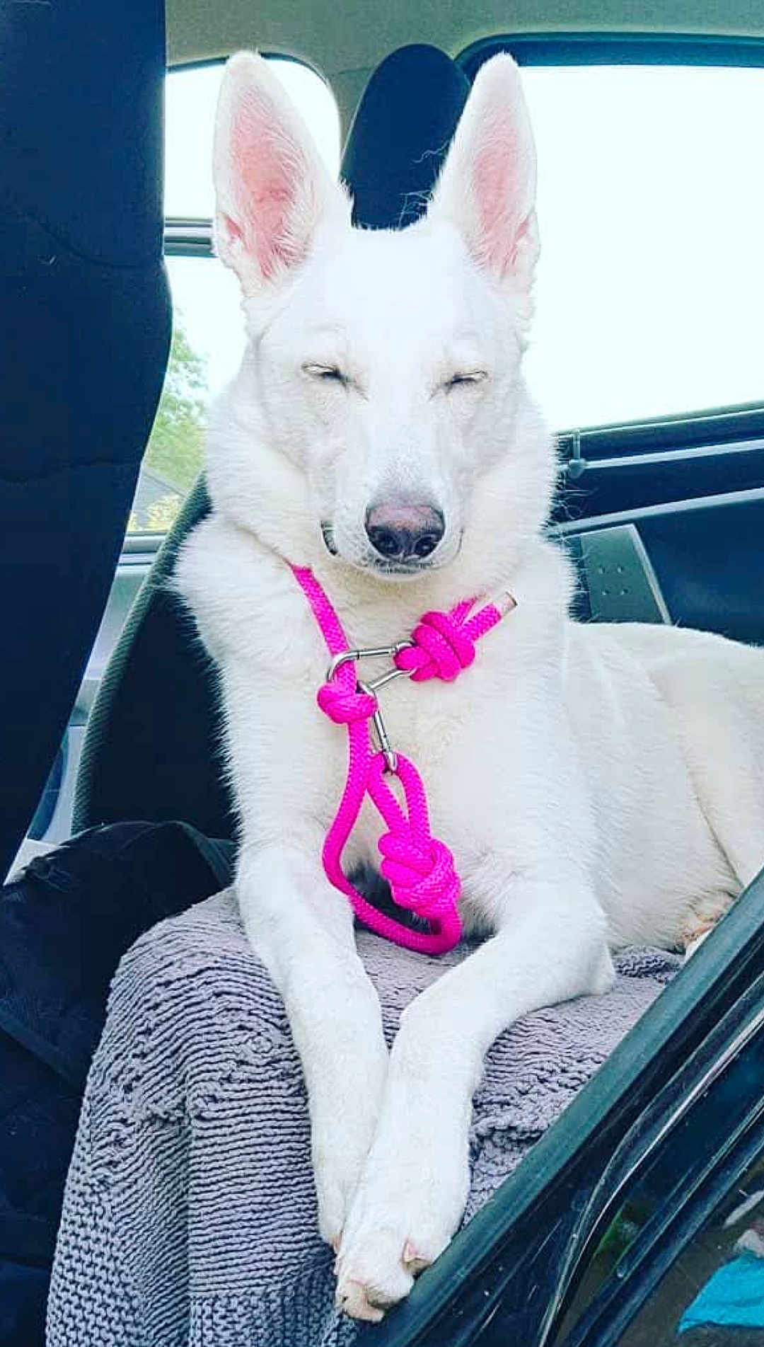 Lÿnx participe au concours pour gagner de l'argent avec cette photo : dog, white_dog, leash, pink_leash, car_interior, car_seat, blanket, resting, relaxed, pet, animal, canine, ears, closed_eyes, seat, window, knots, rope, domestic_animal, companion