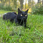 Shadow is registered to the contest to win money with this photo: black_cat, cat, animal, pet, outdoor, grass, greenery, nature, forest, sunlight, golden_eyes, relaxed, lying_down, fur, whiskers, wildlife, mammal, close_up, daylight, serene