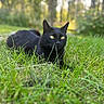 black_cat, cat, animal, pet, outdoor, grass, greenery, nature, forest, sunlight, golden_eyes, relaxed, lying_down, fur, whiskers, wildlife, mammal, close_up, daylight, serene