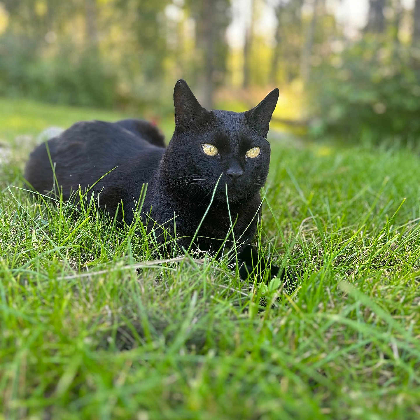 Shadow is registered to the contest to win money with this photo: black_cat, cat, animal, pet, outdoor, grass, greenery, nature, forest, sunlight, golden_eyes, relaxed, lying_down, fur, whiskers, wildlife, mammal, close_up, daylight, serene