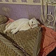 Lady a rejoint le concours — aidez-le/la à gagner de superbes lots ! animal, bed, blanket, cat, collar, cozy, cute, decor, dreamcatcher, feline, fur, indoor, pet, pillow, relaxing, resting, sleepy, texture, wall, white_cat