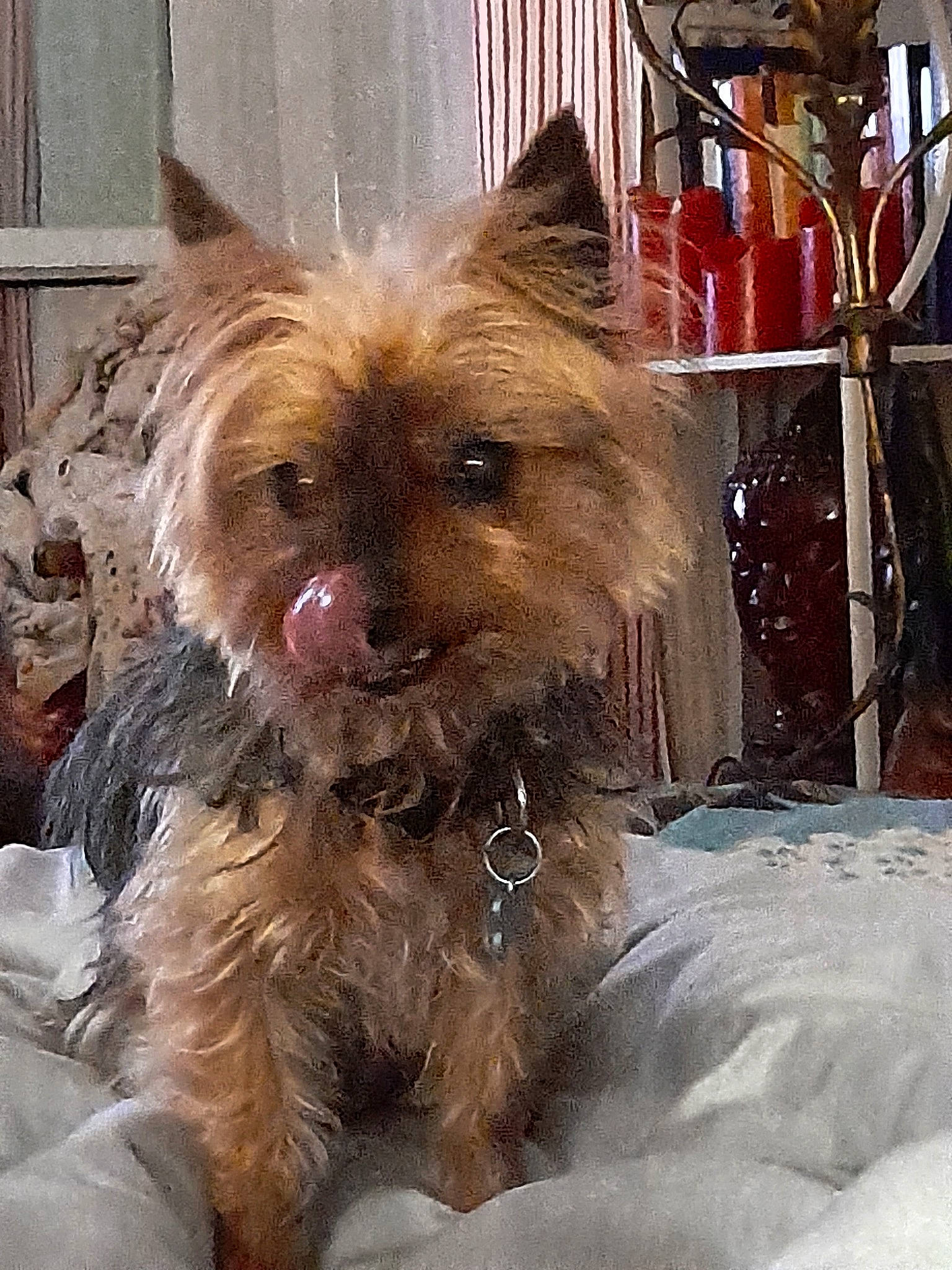 Elfie a rejoint le concours — aidez-le/la à gagner de superbes lots ! biewer_terrier, canidae, carnivore, companion_dog, dog, dog_breed, dog_supply, ear, fawn, fur, liver, pet_supply, small_terrier, snout, sporting_group, terrier, toy_dog, whiskers, working_animal, yorkipoo