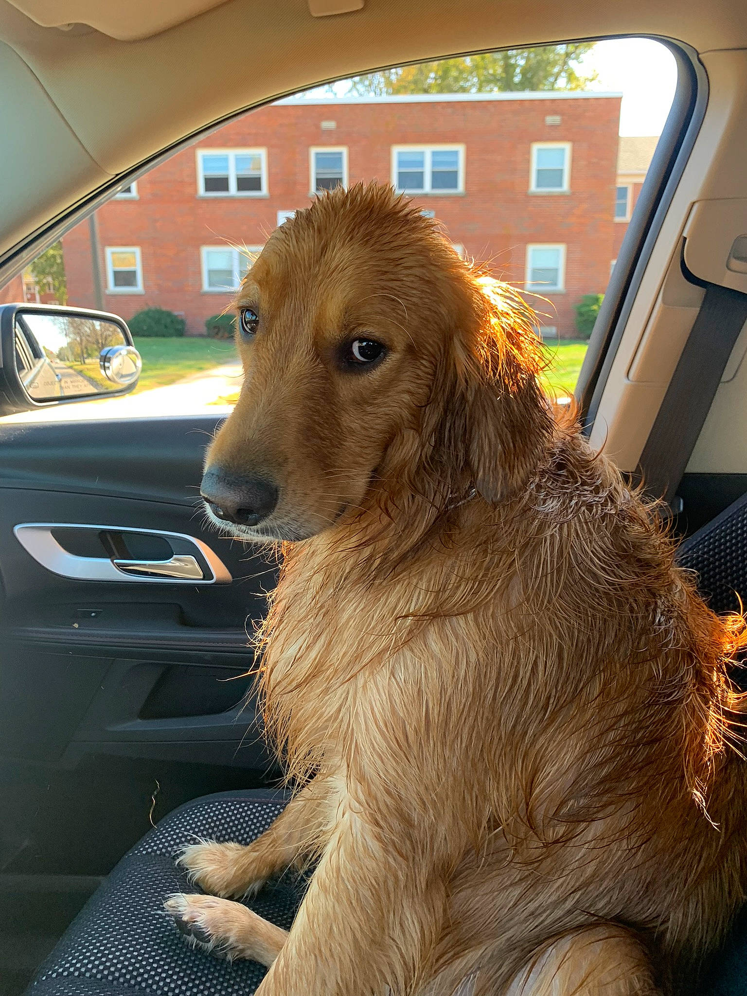 Maverick is registered to the contest to win money with this photo: automotive_lighting, automotive_mirror, carnivore, collar, companion_dog, dog, fawn, fur, giant_dog_breed, hood, liver, personal_luxury_car, rear_view_mirror, snout, vehicle, vehicle_door, window, windscreen_wiper, windshield, working_animal