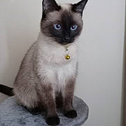 Sadie joined the competition — help win amazing prizes! animal, bell, blue_eyes, cat, collar, curious, cute, domestic, ears, feline, fur, gray_perch, indoor, pet, portrait, siamese, sitting, soft, tail, whiskers