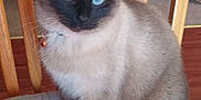 Sadie is registered to the contest to win money with this photo: animal, black, blue_eyes, brown, cat, close_up, cushion, domestic_animal, feline, fur, furniture, home, indoor, pet, portrait, siamese_cat, sitting, striped, whiskers, wooden_chair
