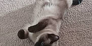 Sadie joined the competition — help win amazing prizes! animal, carpet, cat, cute, domestic_animal, eyes, feline, fur, indoor, lying_down, mammal, paw, pet, playful, relaxed, resting, shadow, siamese_cat, soft, whiskers
