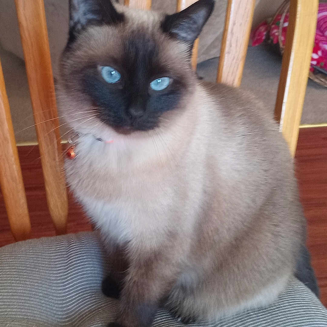 Sadie is registered to the contest to win money with this photo: animal, black, blue_eyes, brown, cat, close_up, cushion, domestic_animal, feline, fur, furniture, home, indoor, pet, portrait, siamese_cat, sitting, striped, whiskers, wooden_chair