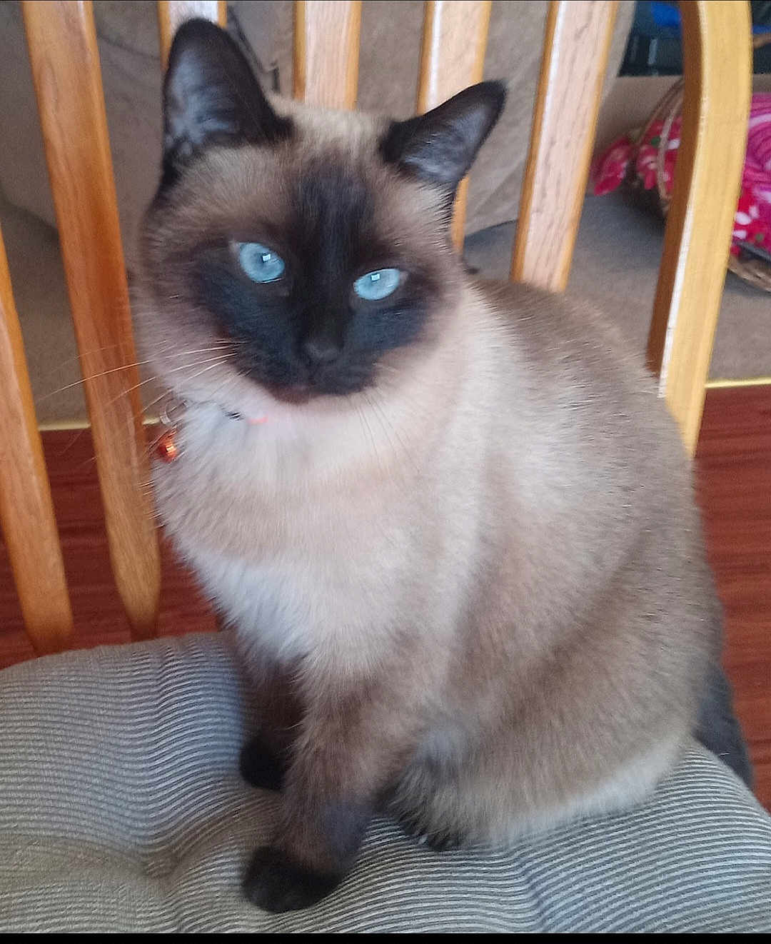 Sadie