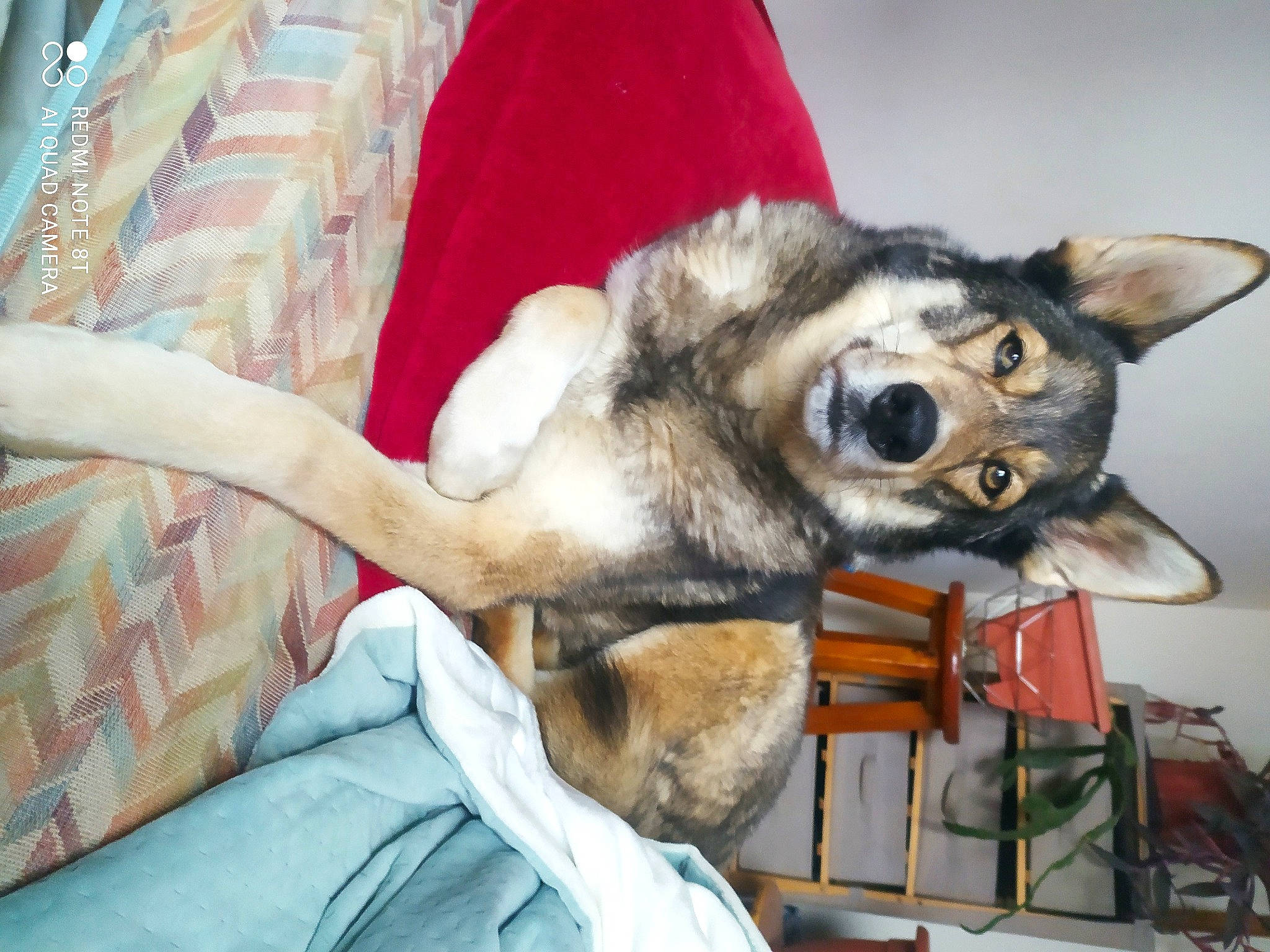 Djack participe au concours pour gagner de l'argent avec cette photo : ancient_dog_breeds, canidae, canis, carnivore, comfort, companion_dog, couch, dog, dog_breed, dog_supply, fawn, fur, linens, room, siberian_husky, sled_dog, snout, sporting_group, working_animal, working_dog