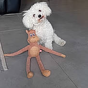 Sally a rejoint le concours — aidez-le/la à gagner de superbes lots ! animal, chair, curious, cute, dog, floor, furniture, home, indoor, kitchen, living_room, modern, pet, plush_toy, sitting, stuffed_animal, tile_floor, tilted_head, toy, white_dog