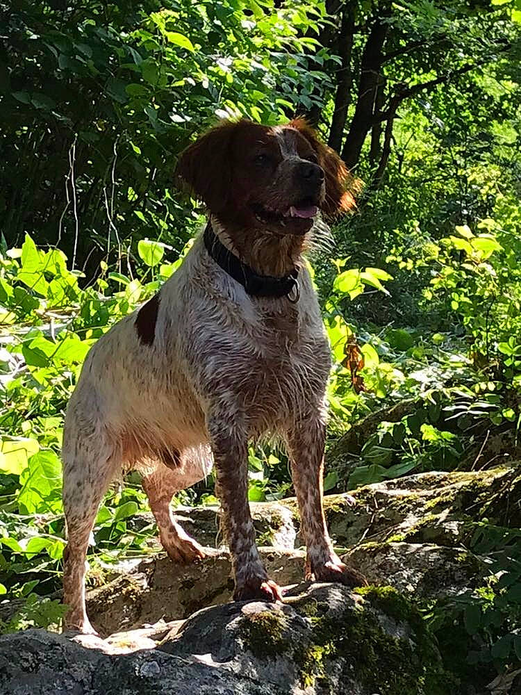 Nestor participe au concours pour gagner de l'argent avec cette photo : canidae, carnivore, collar, companion_dog, dog, dog_breed, dog_collar, fawn, grass, gun_dog, liver, plant, pointing_breed, snout, sporting_group, tail, terrestrial_animal, terrestrial_plant, tree, working_animal