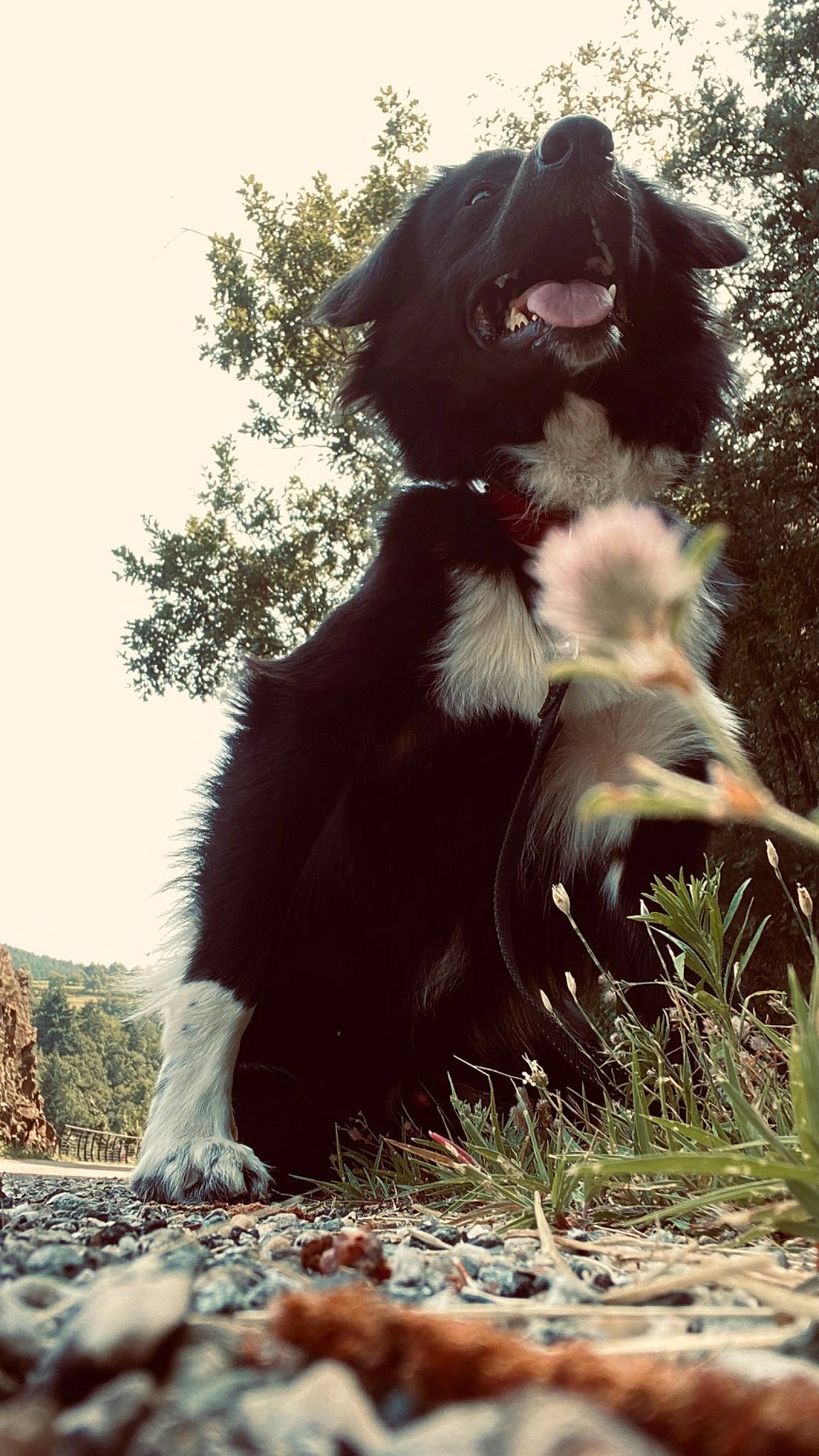 Tayko participe au concours pour gagner de l'argent avec cette photo : canidae, carnivore, companion_dog, dog, dog_breed, fawn, felidae, fur, grass, liver, plant, sky, small_to_medium_sized_cats, snout, sporting_group, tail, terrestrial_animal, tree, whiskers, working_animal