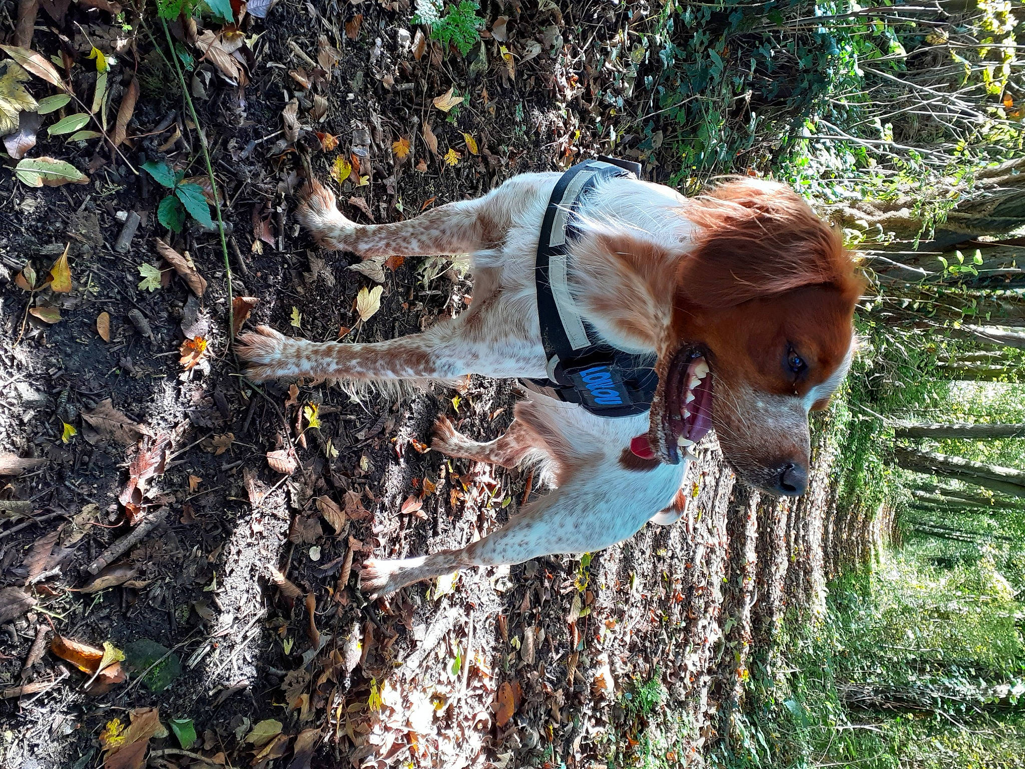 Nestor participe au concours pour gagner de l'argent avec cette photo : canidae, carnivore, companion_dog, dog, dog_breed, english_coonhound, fawn, hunting_dog, spaniel, sporting_group, welsh_springer_spaniel