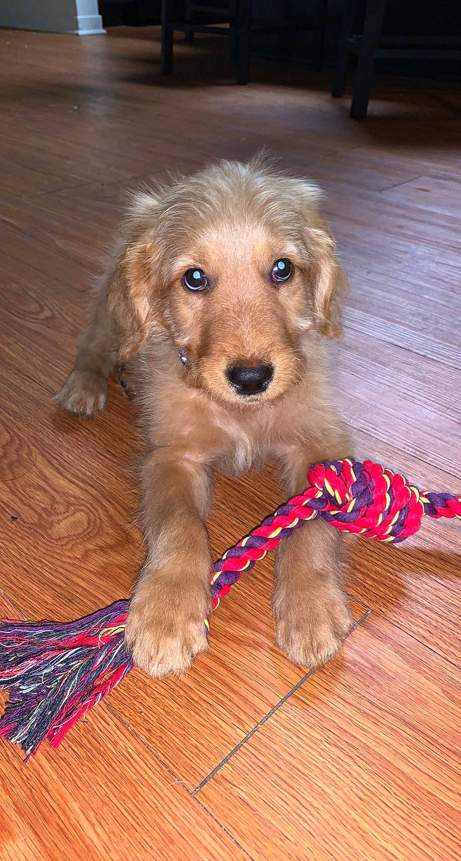 Hudson is registered to the contest to win money with this photo: canidae, carnivore, companion_dog, dog, dog_breed, dog_supply, fawn, floor, flooring, fur, hardwood, liver, pet_supply, plank, snout, sporting_group, wood, wood_flooring, wood_stain, working_animal