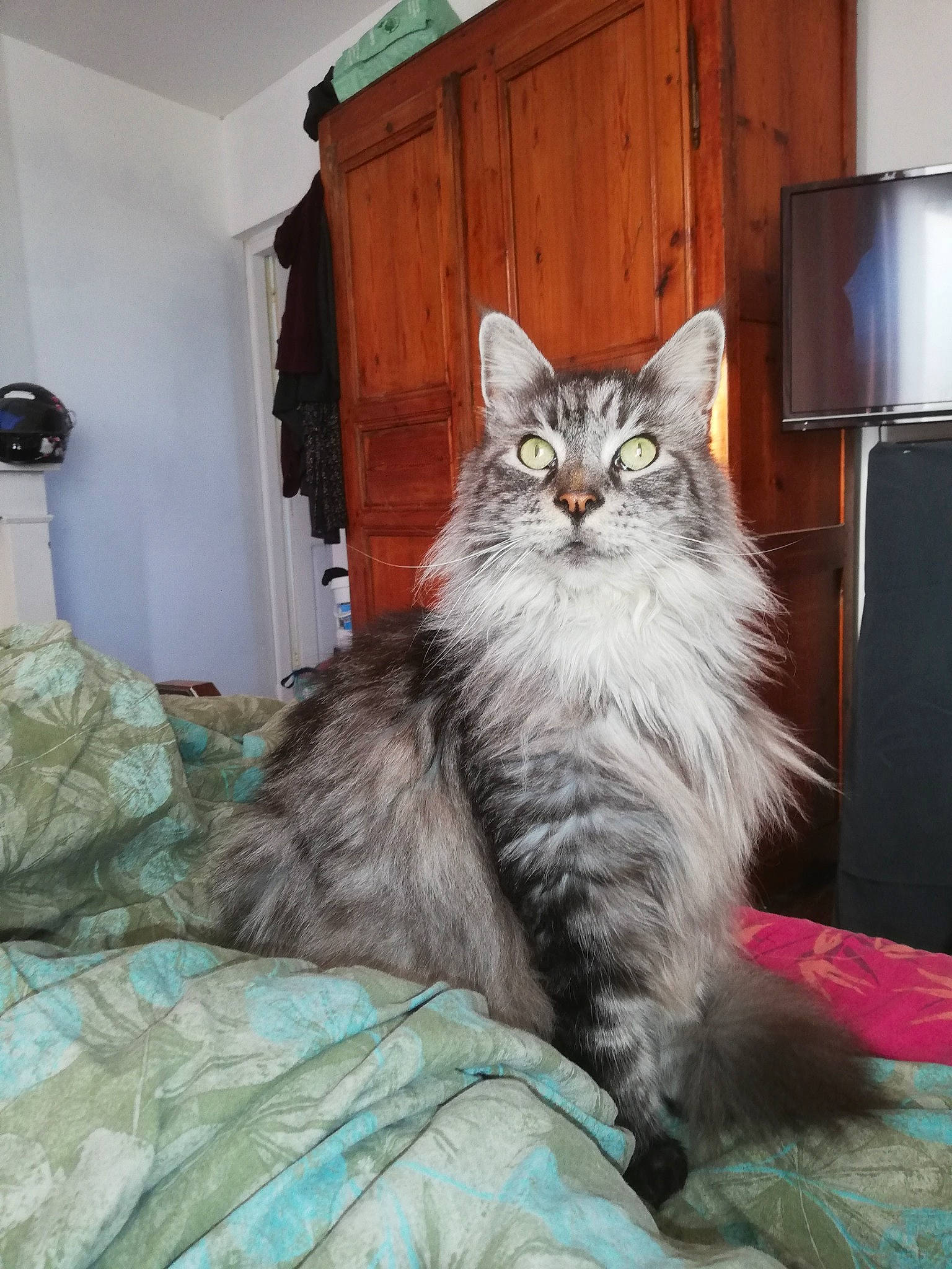 Gribouille a rejoint le concours — aidez-le/la à gagner de superbes lots ! british_longhair, cabinetry, carnivore, cat, claw, comfort, domestic_short_haired_cat, door, drawer, felidae, fur, grey, hardwood, paw, sitting, small_to_medium_sized_cats, tail, whiskers, window, wood