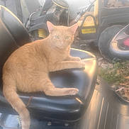 Ginger is registered to the contest to win money with this photo: cat, ginger_cat, animal, pet, seat, black_leather, garden_vehicle, steering_wheel, outdoor, leaves, fall, nature, relaxing, feline, vehicle, wheel, yard, daylight, fuzzy, soft_focus